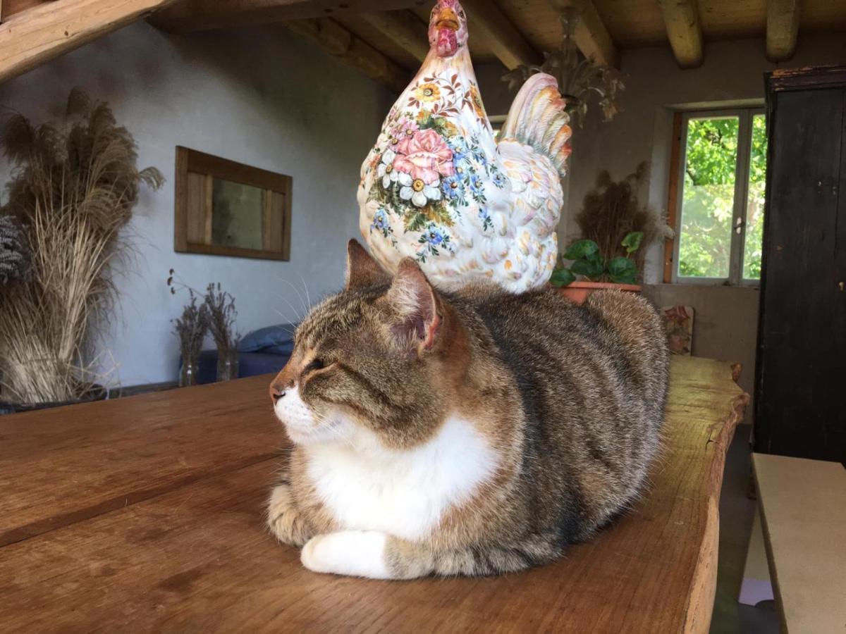 Farm stay Fattoria Togonegro *
